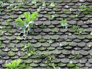 Moss on roof tiles with plants growing, indicating damage due to lack of proper roof care and cleaning.